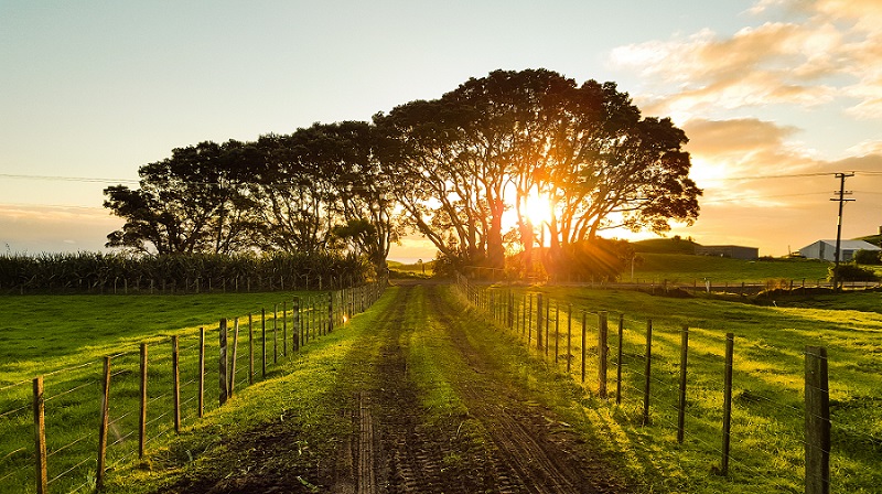 Wonen op het platteland: dit zijn de voor- en nadelen